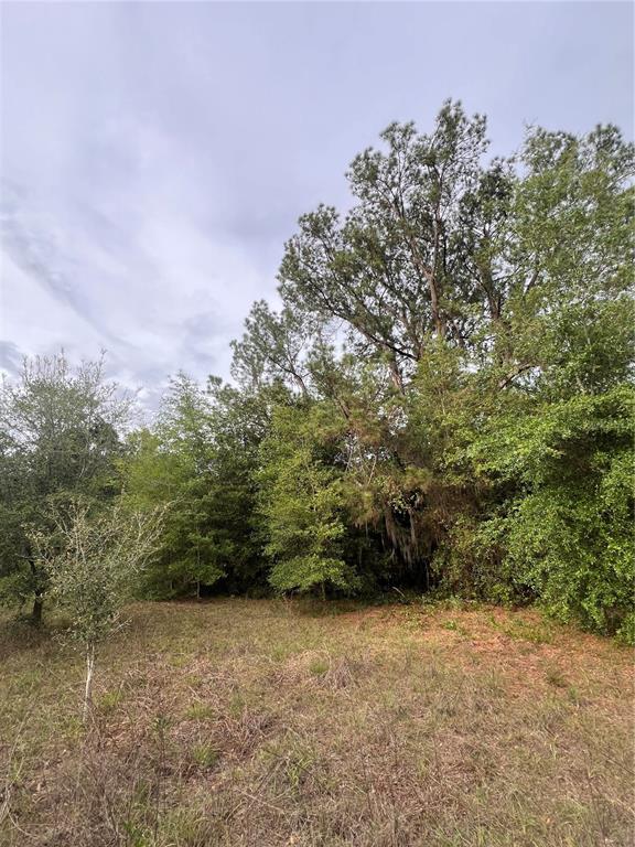 A grassy field leads to a dense line of trees under a cloudy sky — AVENUE G, MC INTOSH, FL