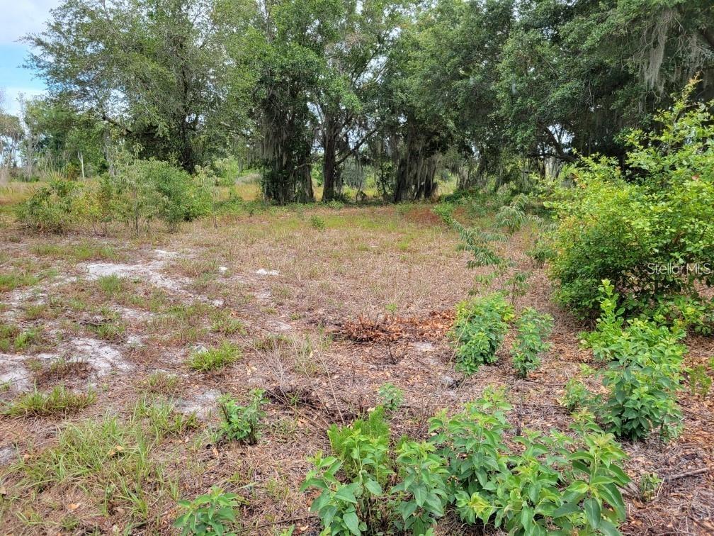A view of a vacant, grassy lot with scattered shrubs and mature trees in the background — E LAKE SHORE BOULEVARD, KISSIMMEE, FL