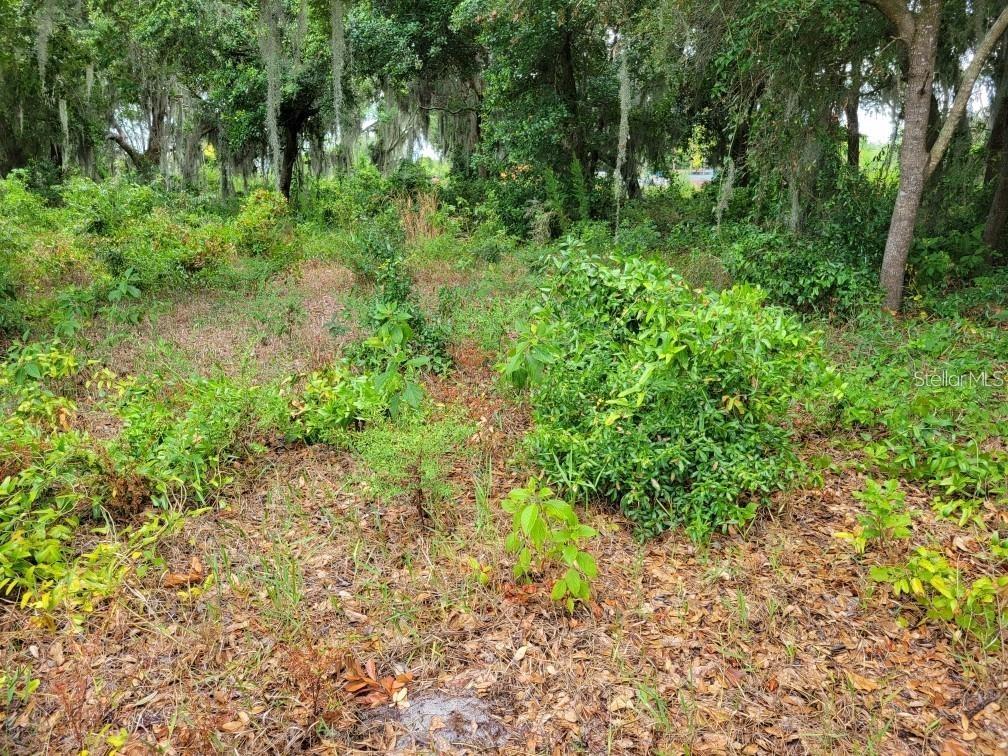 A view of a wooded, overgrown lot with various shrubs and trees — E LAKE SHORE BOULEVARD, KISSIMMEE, FL