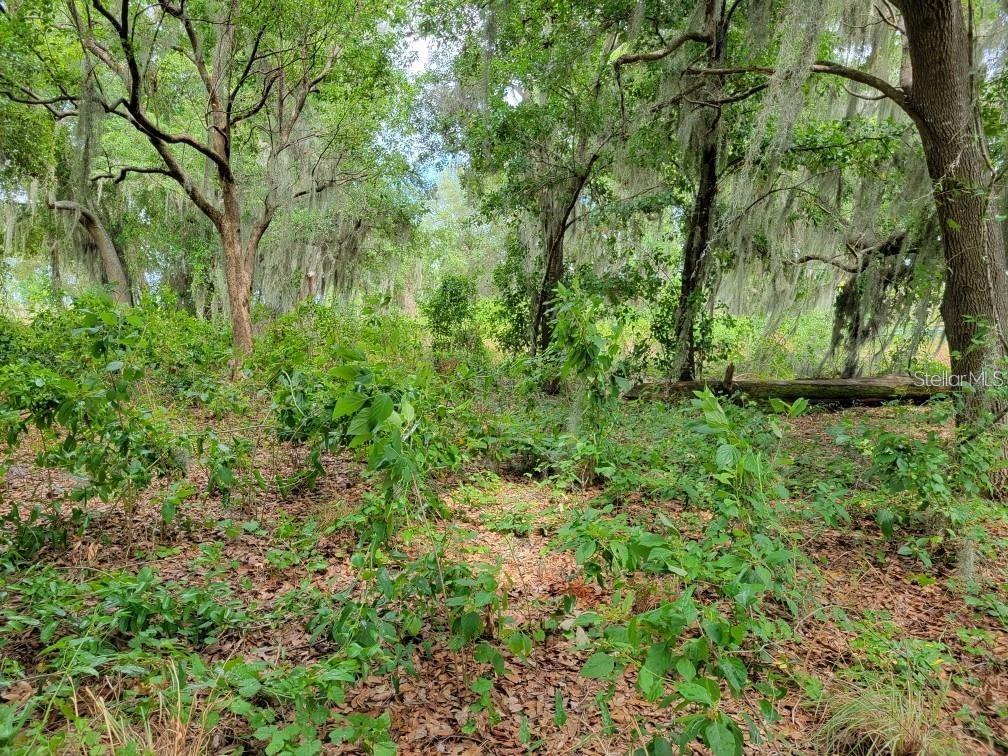 A wooded lot filled with trees draped in Spanish moss and low-lying green vegetation — E LAKE SHORE BOULEVARD, KISSIMMEE, FL