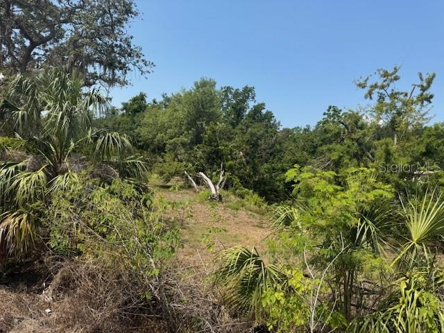 A view of a wooded, undeveloped lot with palm trees and dense vegetation — 10709 E BAY ROAD, GIBSONTON, FL