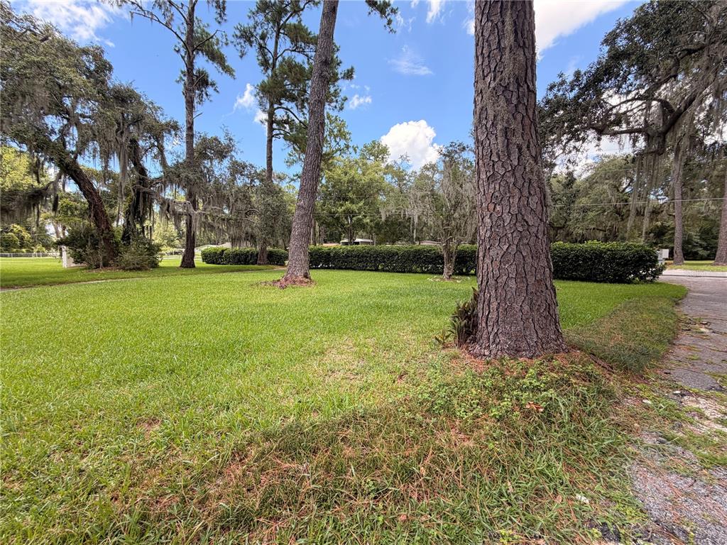 A grassy yard features several large pine trees and a manicured hedge in the background — 1940 ALICE DRIVE, ASTOR, FL