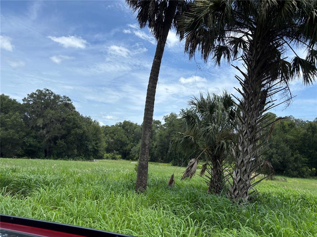 A view of a grassy field with palm trees and a dense forest background — NE 23, CITRA, FL
