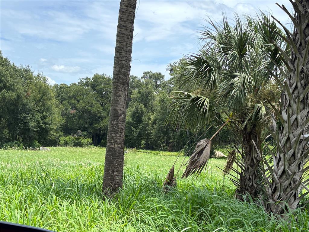 A grassy field is bordered by a line of trees and two palm trees — NE 23, CITRA, FL