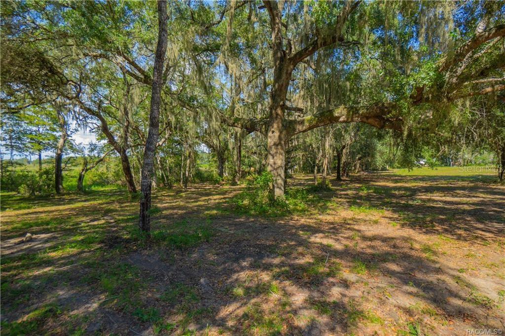 A wooded lot with large oak trees draped in Spanish moss under a blue sky — 8929 E FLORAL PARK DRIVE, FLORAL CITY, FL