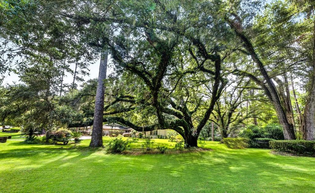 A large, sprawling oak tree with moss stands in the center of a grassy yard — 11101 NW 12TH PLACE, GAINESVILLE, FL