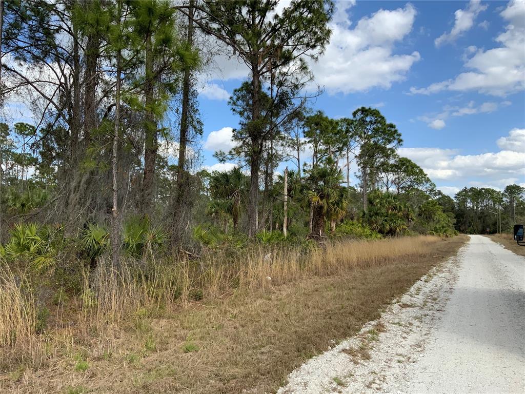 A gravel road runs alongside a wooded lot with pine trees and palmetto bushes — 4219 E 30TH STREET, ALVA, FL