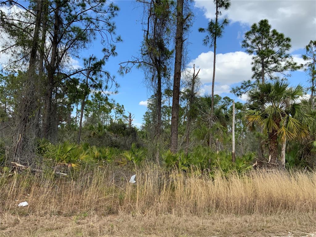 A wooded lot features tall pine trees, palmetto bushes, and dry grass under a blue sky — 4219 E 30TH STREET, ALVA, FL