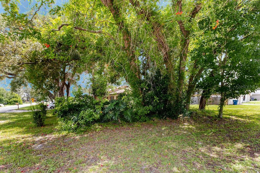 A large tree with dense green foliage stands in a grassy yard near a house — 1042 TRYON CIRCLE, SPRING HILL, FL