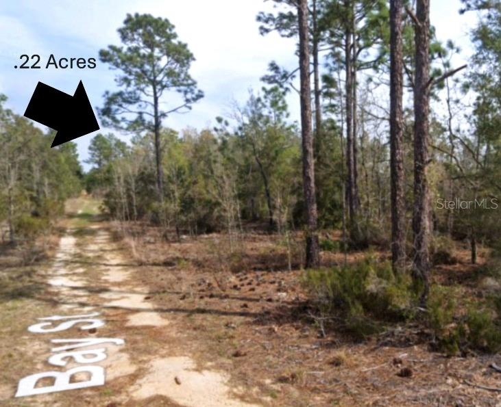 A dirt road runs alongside a wooded lot with tall pine trees — xx BAY STREET, INTERLACHEN, FL