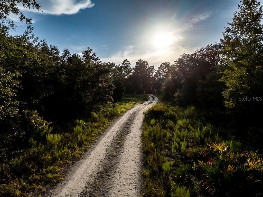 A dirt path winds through a wooded area under a bright, sunny sky — TBD NE 50TH LANE, WILLISTON, FL