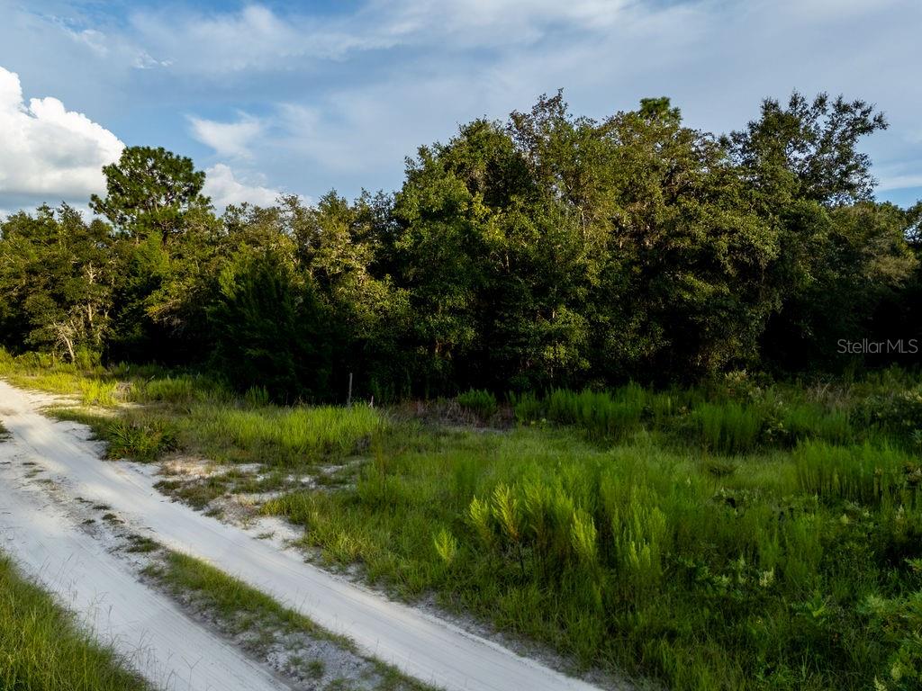 A dirt path leads toward a dense line of trees under a blue sky — TBD NE 50TH LANE, WILLISTON, FL