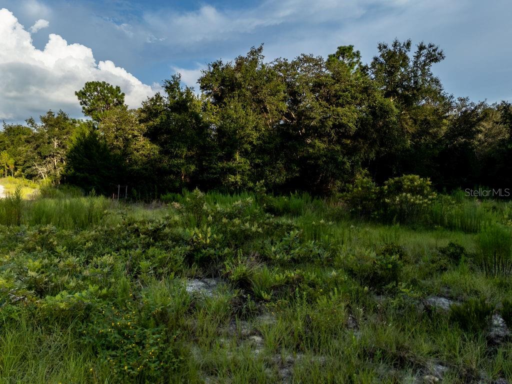 A grassy, undeveloped lot features a dense line of trees under a partly cloudy sky — TBD NE 50TH LANE, WILLISTON, FL