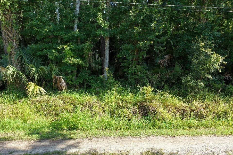A dense, wooded area with tall trees and thick undergrowth borders a dirt road — GOBBLER ROAD, ASTOR, FL