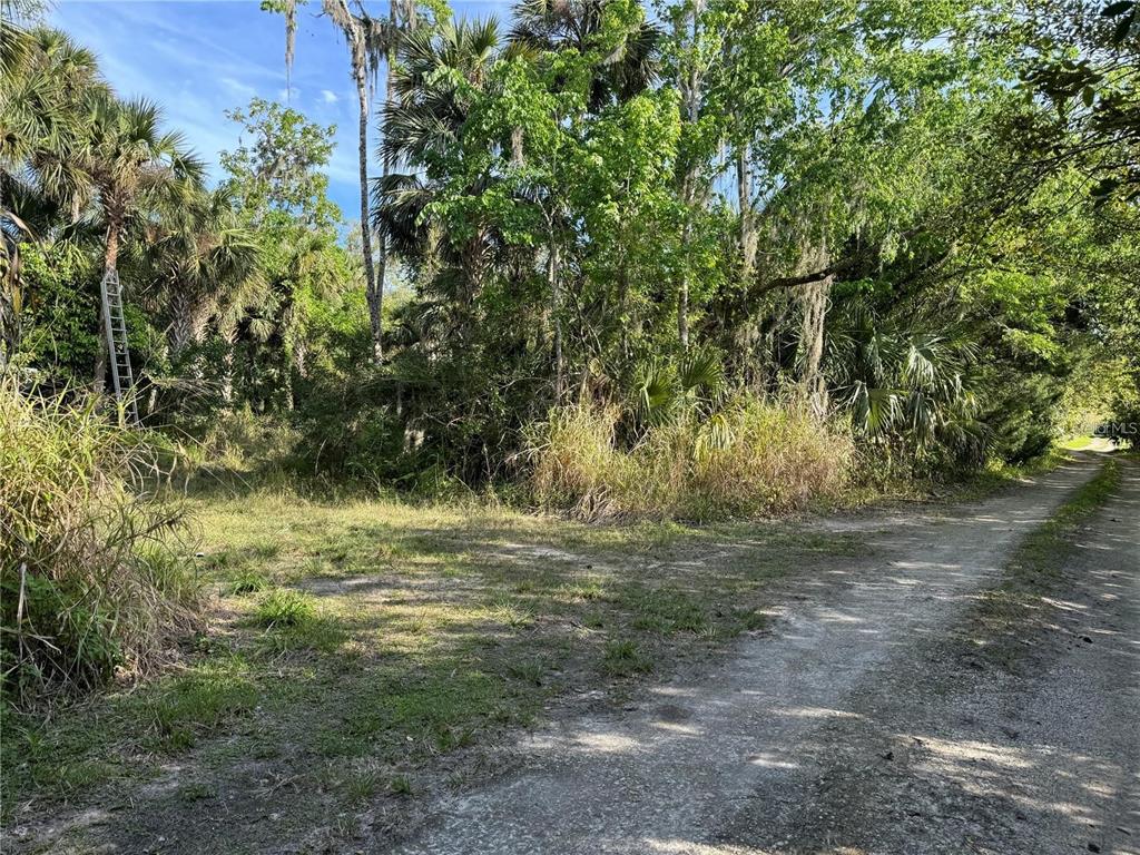 A dirt path leads to a wooded lot with dense trees and tall grasses — ORANGE ST/SEC 1, OVIEDO, FL