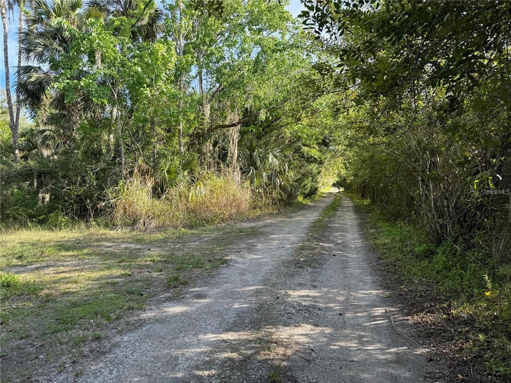 A dirt road leads through a wooded area with tall trees and dense green foliage — ORANGE ST/SEC 1, OVIEDO, FL