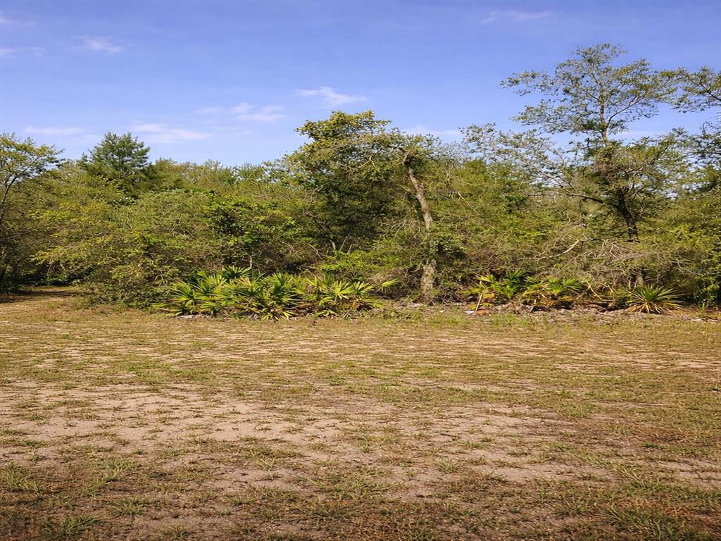 A view of a sandy, grass-covered lot bordered by dense trees and palmetto bushes — SHETLAND DRIVE, LAKE WALES, FL