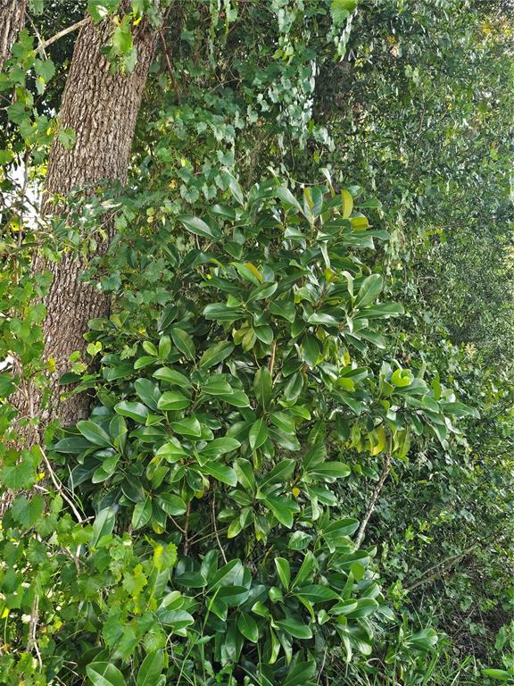 A large tree trunk stands next to a dense, leafy green shrub in a wooded area — 18TH STREET, ORANGE CITY, FL