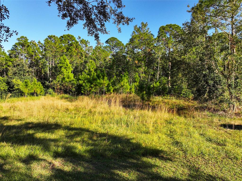 A grassy, sunlit field sits in front of a dense line of pine and oak trees — 7161 OAK GLEN TRL, ST CLOUD, FL