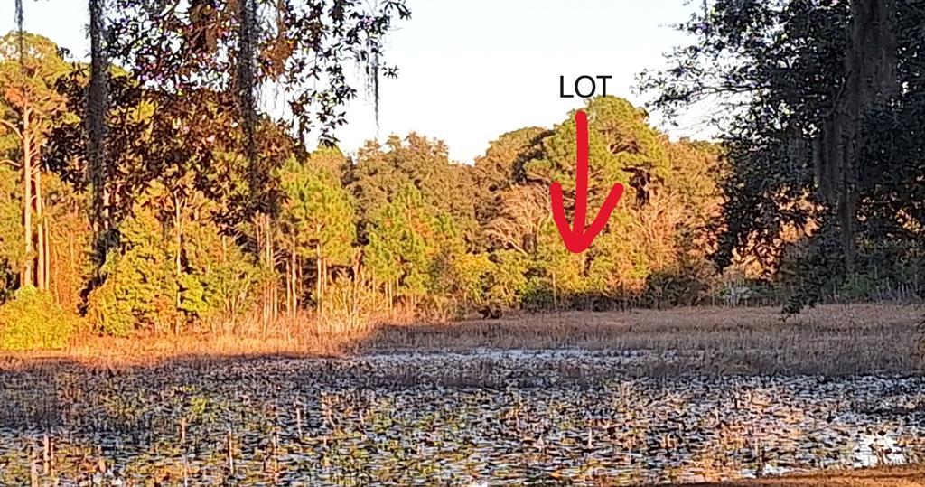 A view of a wooded lot situated behind a pond covered in lily pads — 2650 SE 179TH AVENUE, SILVER SPRINGS, FL