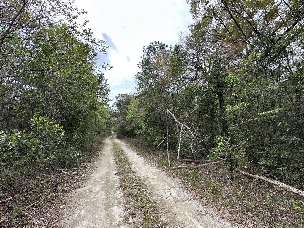 A dirt road winds through a dense, wooded forest under a cloudy sky — tbd NE 154TH TERRACE, WILLISTON, FL